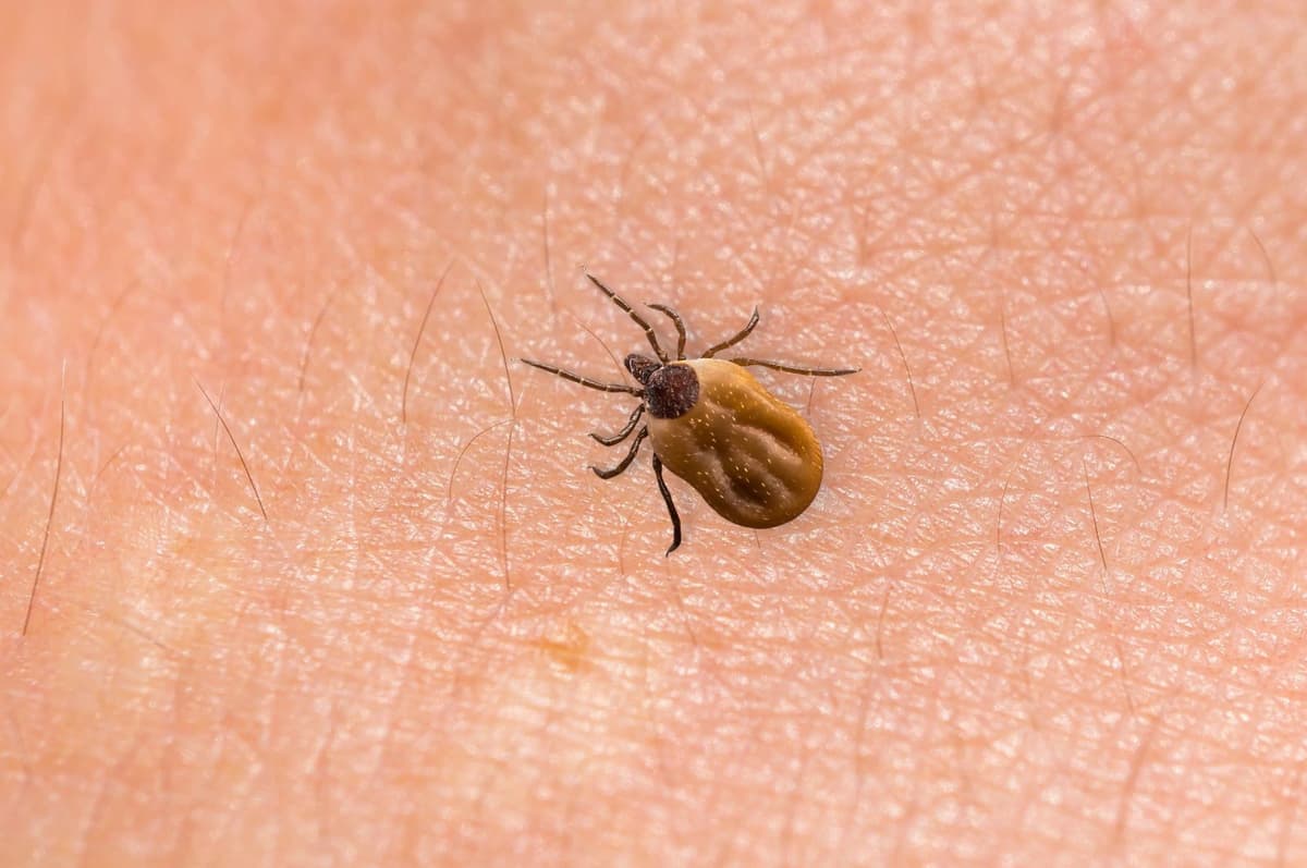 Ticks and myths