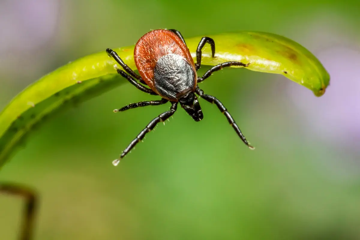 Protecting Yourself from Ticks in Sweden