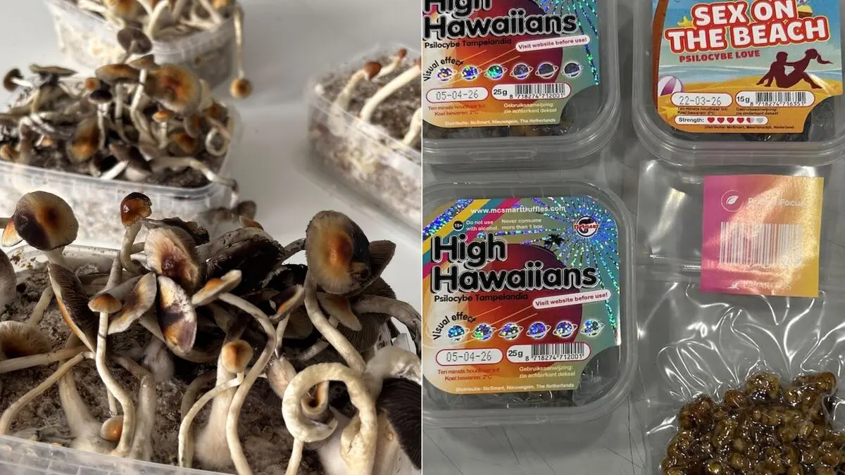 Sharp increase in seizures of narcotic mushrooms in Sweden in 2025