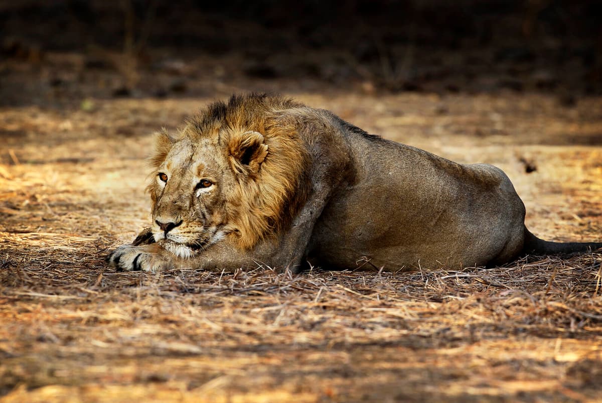 Asian Lion Population Grows in India