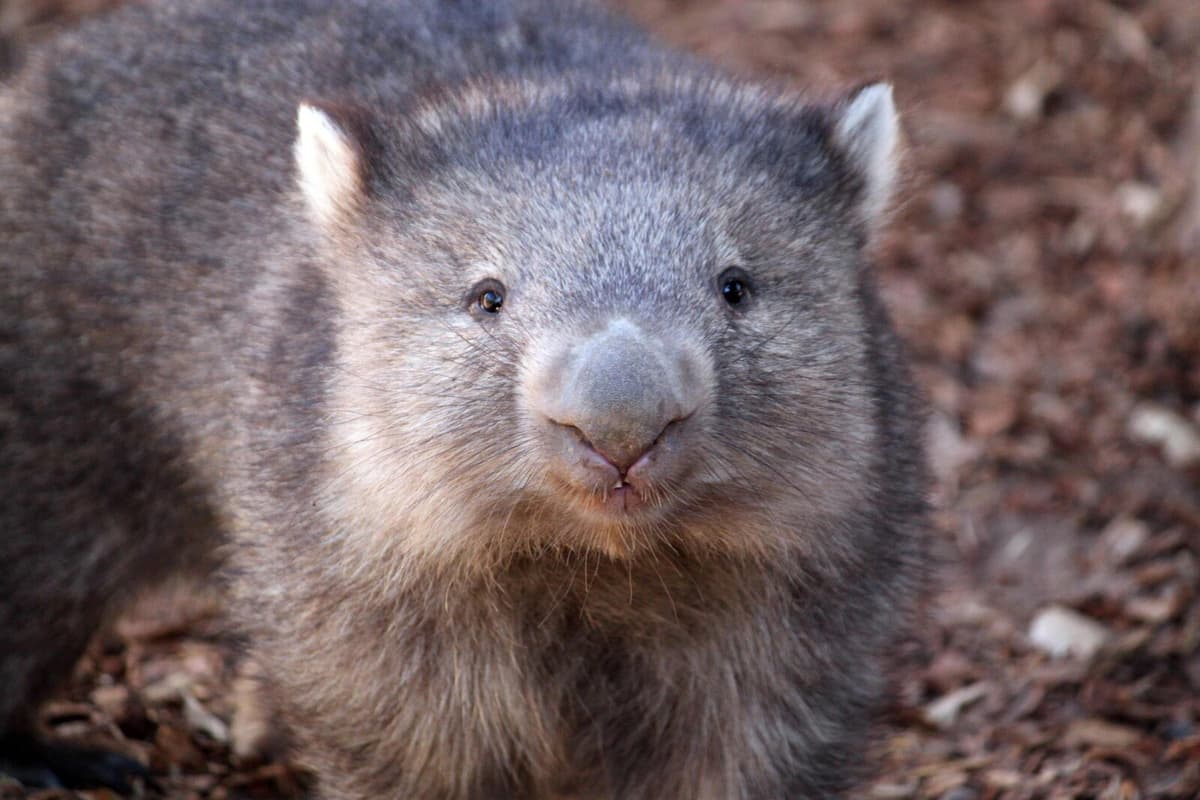 Australia furious with American who stole wombat
