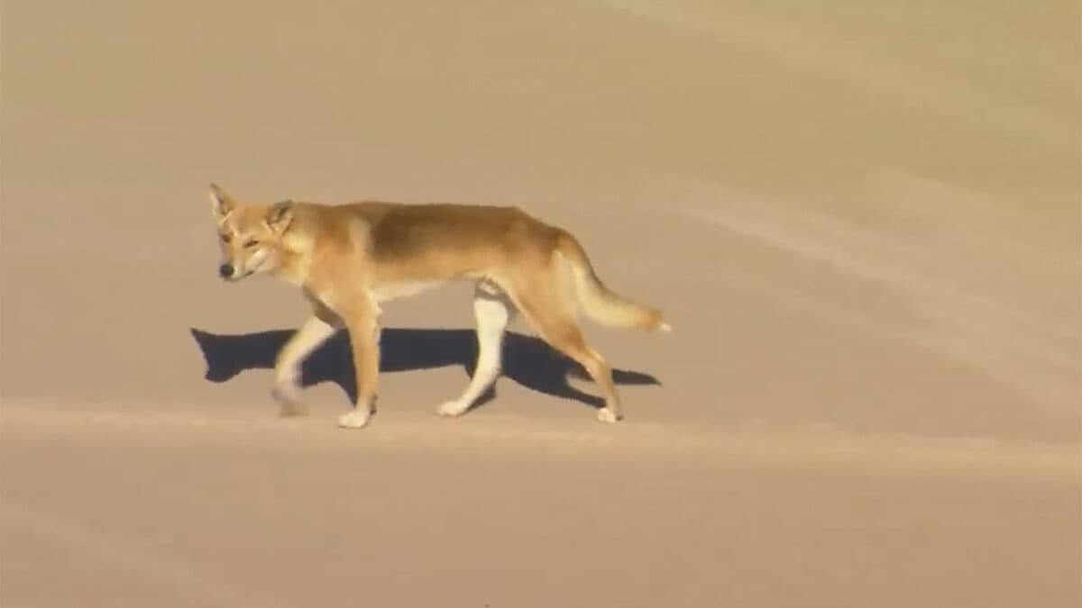 Canadian tourist drowned after dingo attack on K'gari Island, Australia