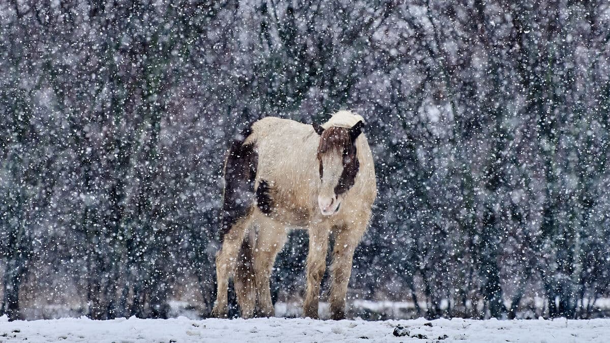 New equine virus detected in Sweden