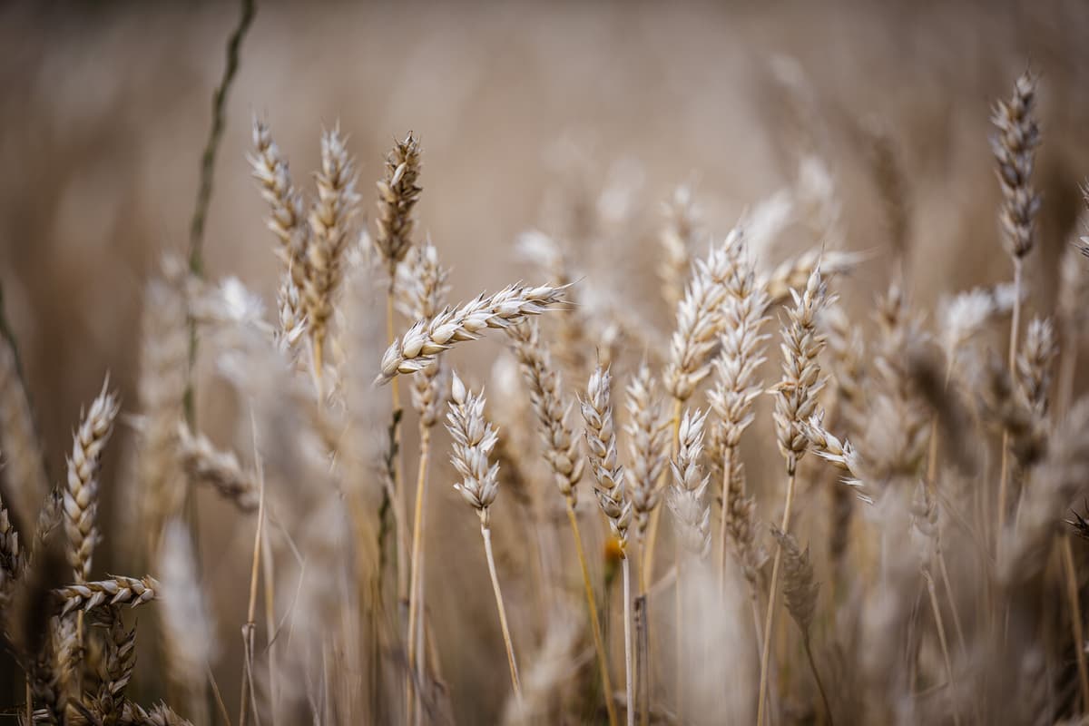 Positive Outlook for Harvest Season Despite Challenges Ahead