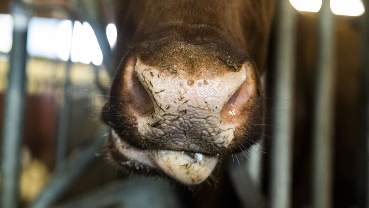 Öland farm worker who jumped on a cow sentenced to nine months in prison and deportation