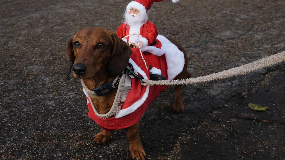 Hundreds of dachshunds held a "sausage parade" in London