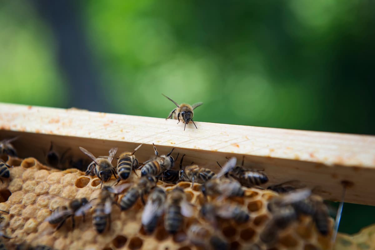 Bee Colonies Vanishing in Sweden: Over 50 Cases Reported