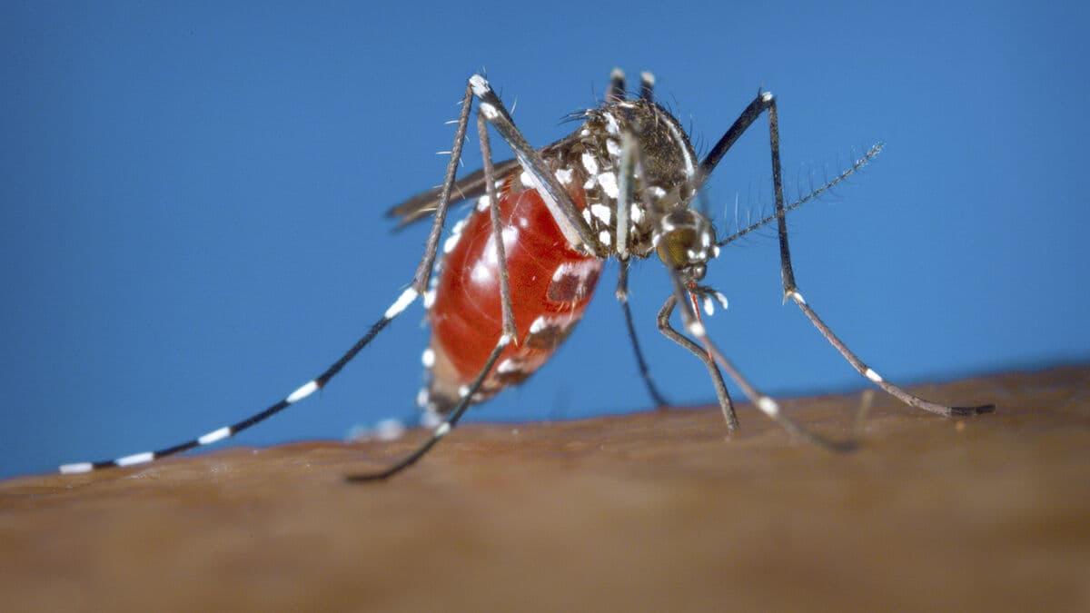 Mosquito infection spreads in Europe – case in Berlin