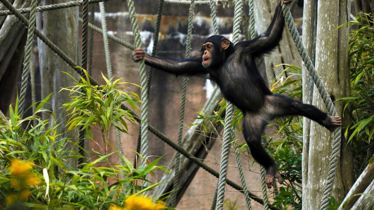 Furuvik's chimpanzees move to Scotland