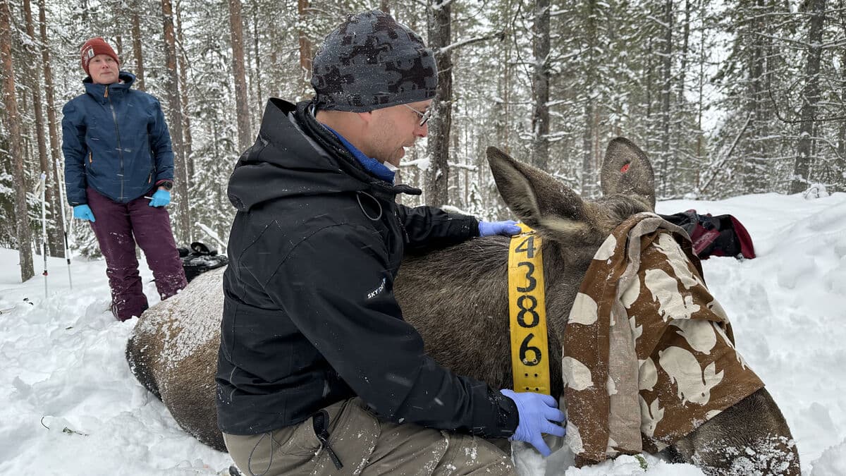 Celebrity moose are becoming harder to follow as GPS collars are removed