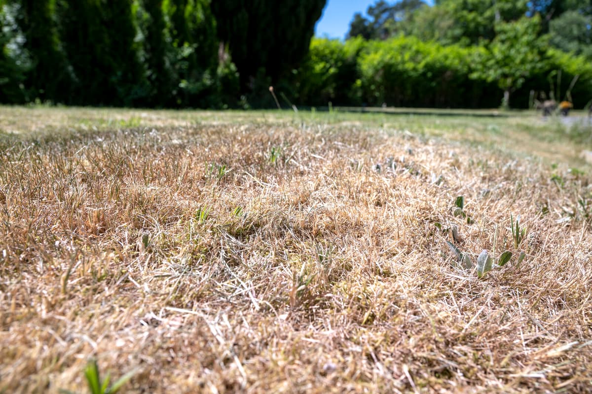 High Fire Risk Across Half of Sweden Amid Persistent Heat