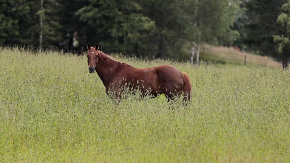 Racehorse infected with feared abortion virus EHV-1