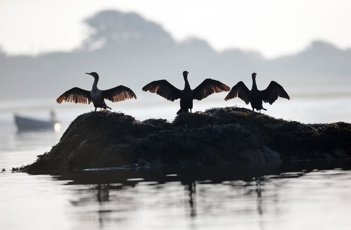 Sweden Calls for EU Action on Rising Cormorant Population