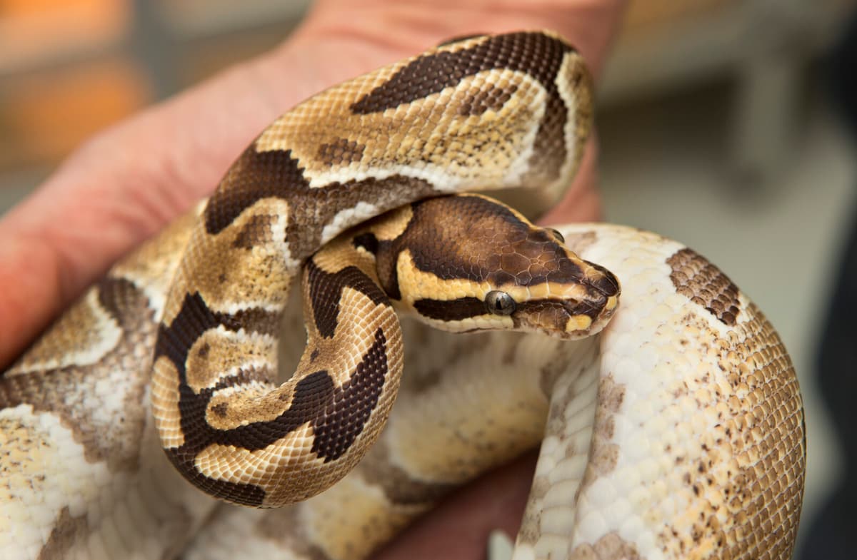 Fourth Royal Python Discovered in Halland This Summer