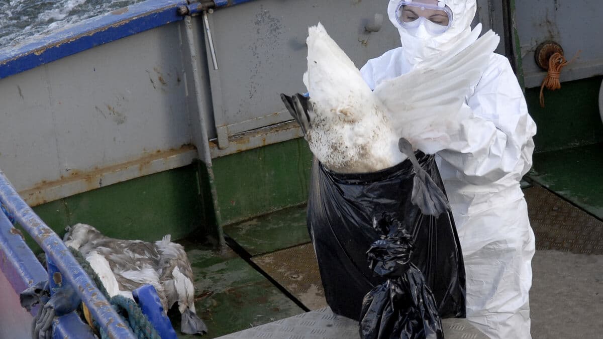 Aggressive bird flu is spreading – expert warns