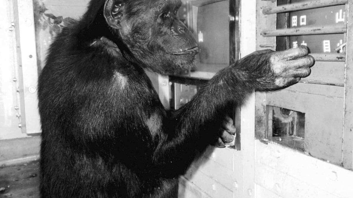 Genius chimpanzee Ai who knew the alphabet has died in Japan