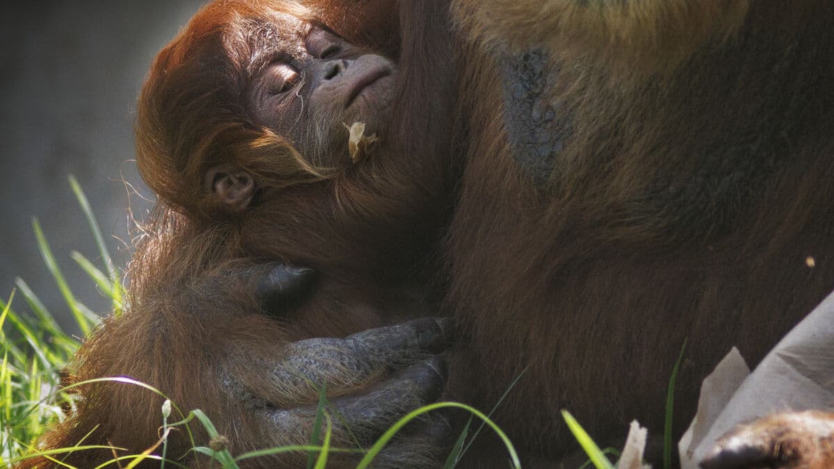 New species are being discovered at an ever faster rate, study shows