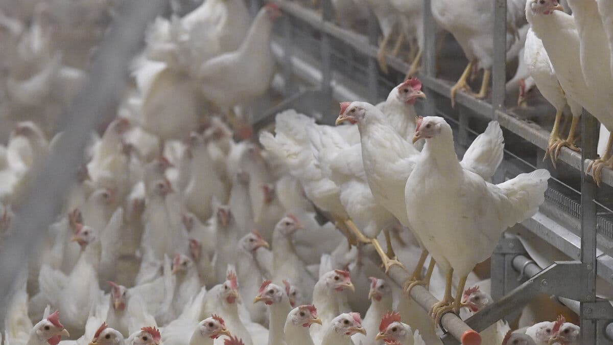 Egg shortage threatens Swedish chicken supply