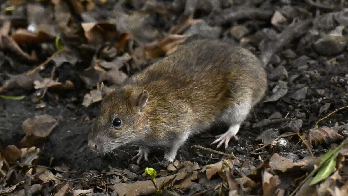 A million rats were caught - here's how to get rid of them