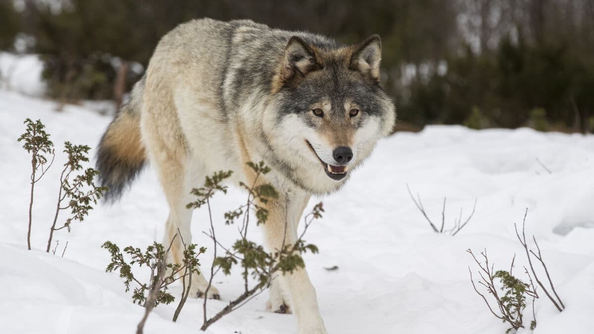 Court stops next year's wolf hunt
