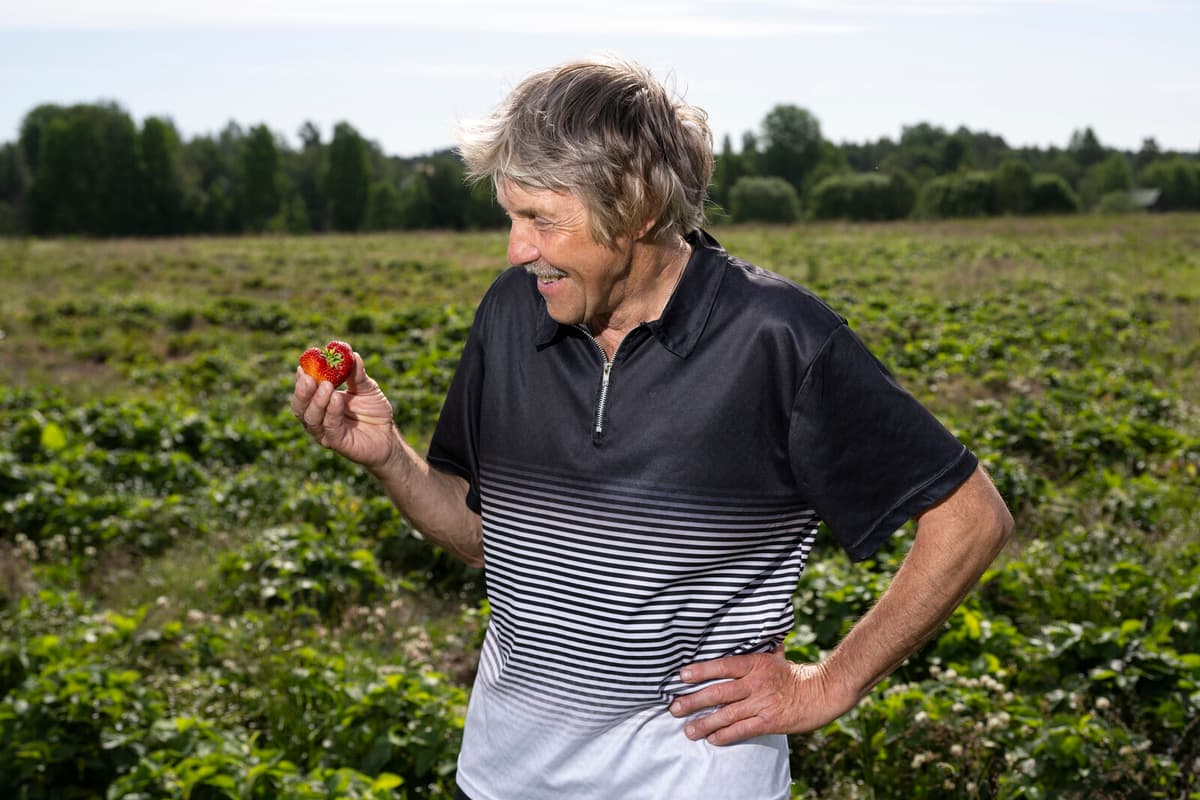 Strawberries: From Elite Treat to Beloved Swedish Luxury