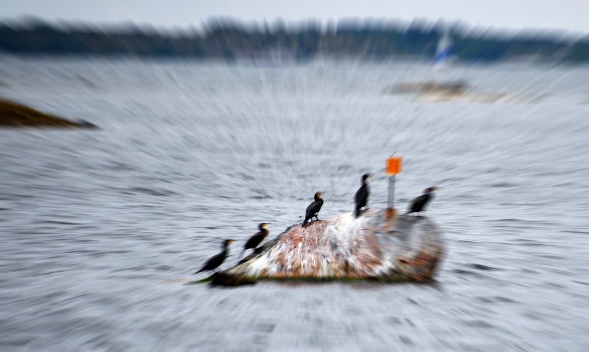 EU Considers Cormorant Protection Status Amid Pressure from Sweden