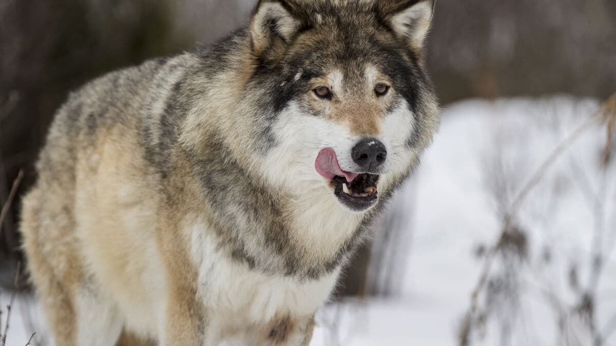 Wolf may be shot from helicopter after killing more than 30 reindeer in Vittangi Sami village