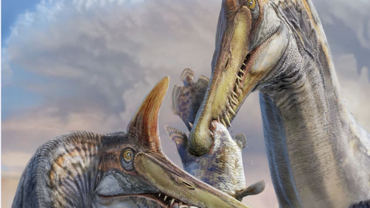 Giant new Spinosaurus species discovered in Sahara