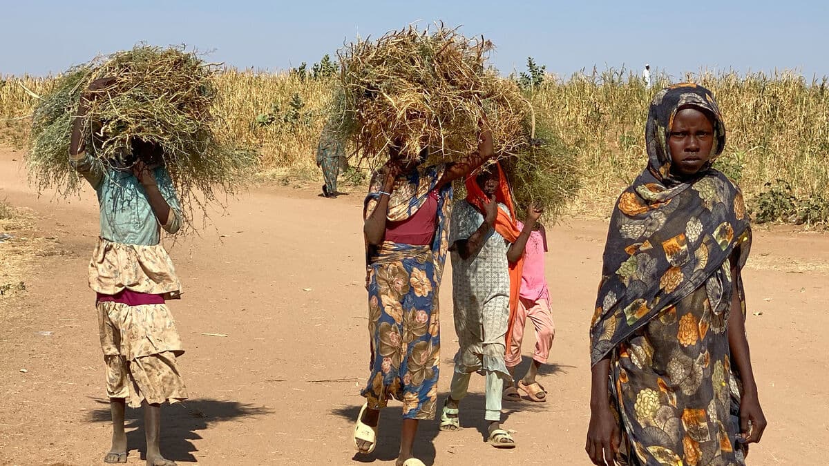 RSF: Militiamen who posted murder on Tiktok arrested