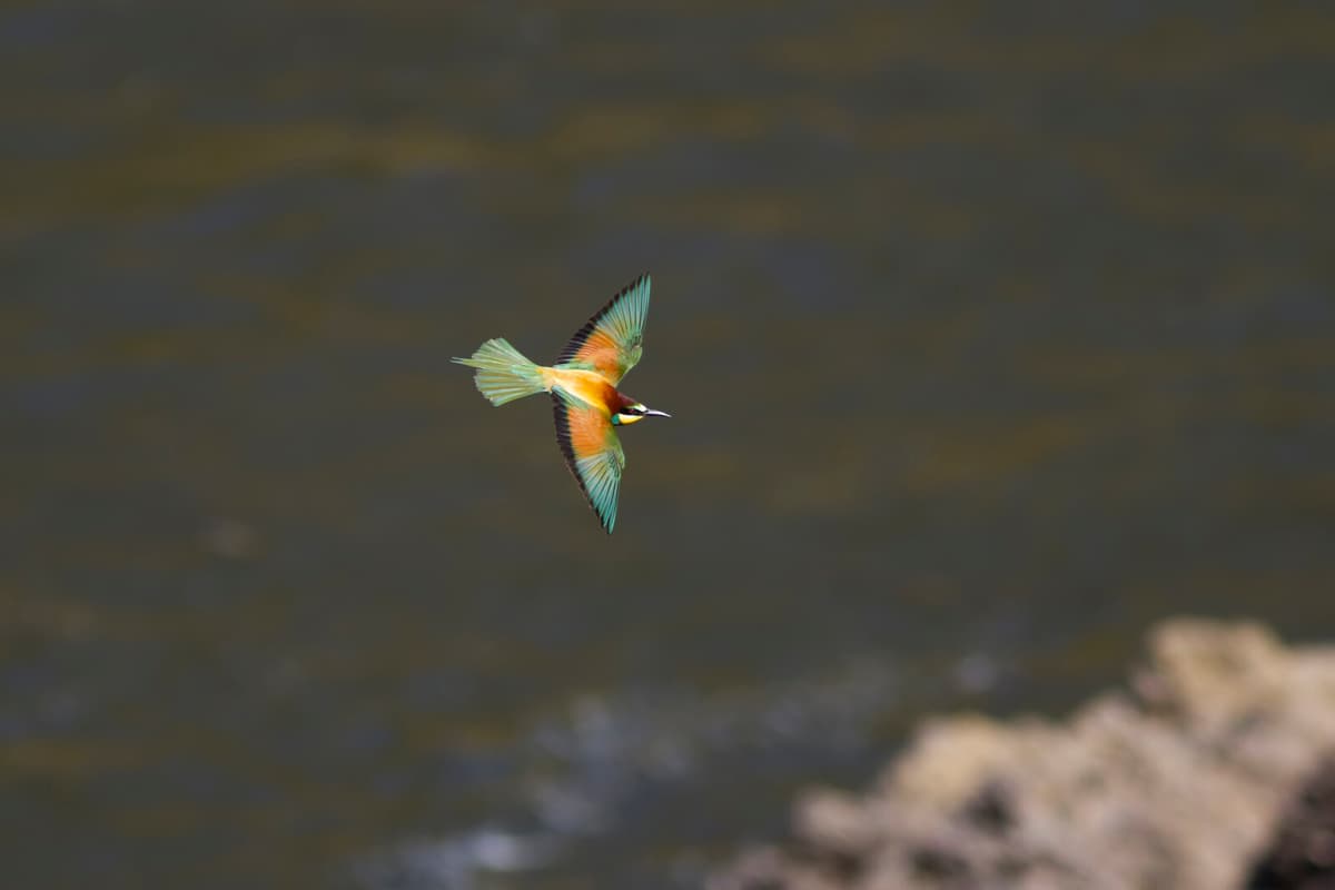 Colorful Bee-Eater Among New Bird Species in Sweden