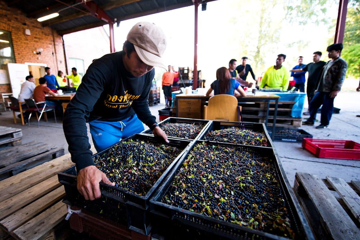 Sweden's Berry Companies Face Permit Rejections Over Employment Issues