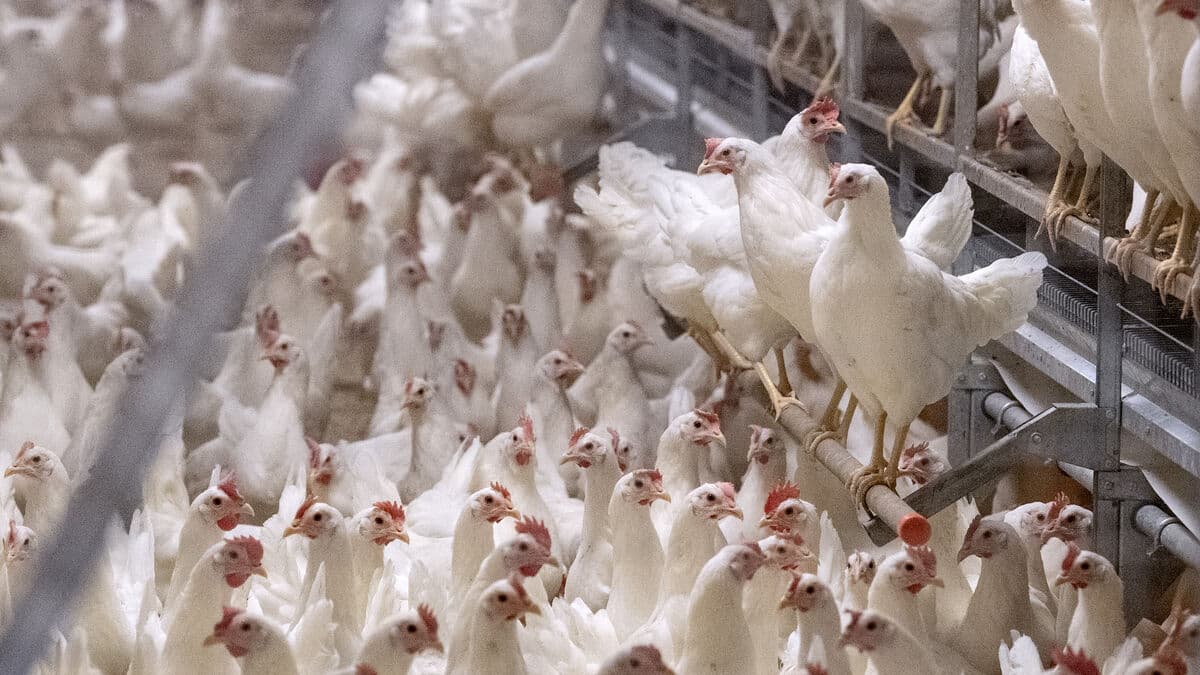 Salmonella Outbreak Detected at Kalmar Chicken Farm