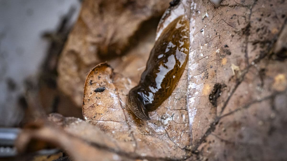 Invasive flatworm in Swedish-grown plants