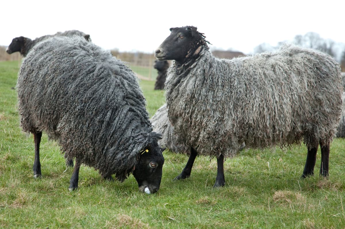 Man Sentenced to Prison for Cruel Sheep Slaughter in Sweden