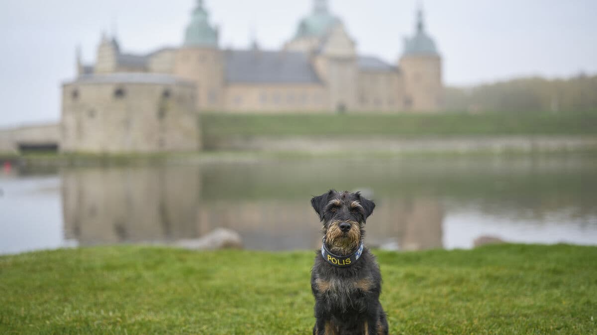 Police Dog Ivan Prevents Murder and Finds 93 Kilos of Narcotics