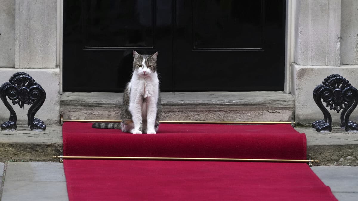 Larry the cat celebrates 15 years at 10 Downing Street