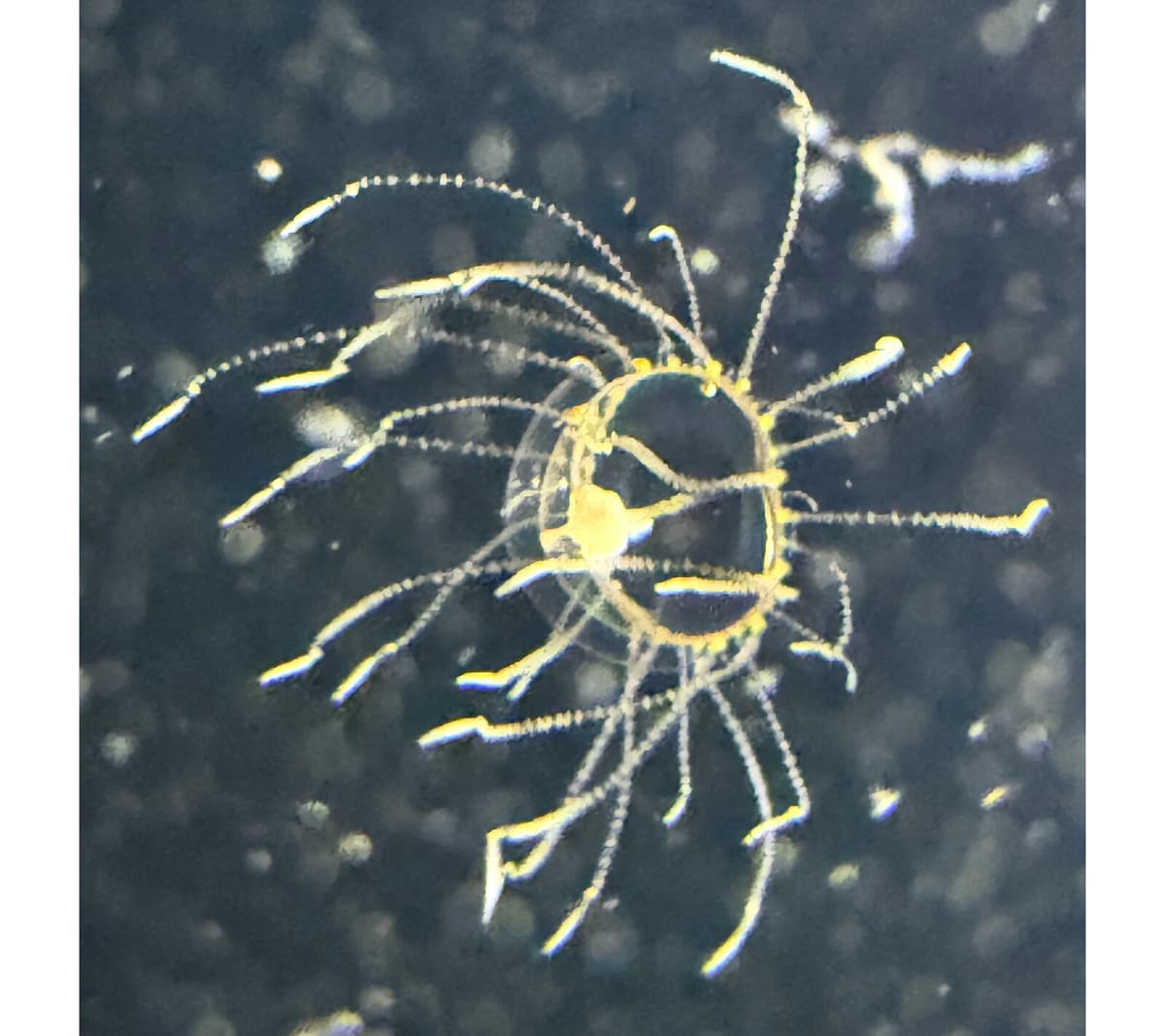 Lion's Mane Jellyfish Discovered in Öresund for the First Time