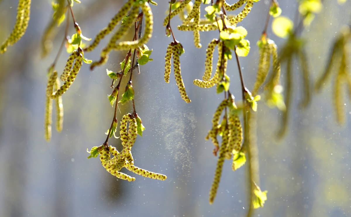 Cool Weather May Extend Pollen Season for Allergy Sufferers
