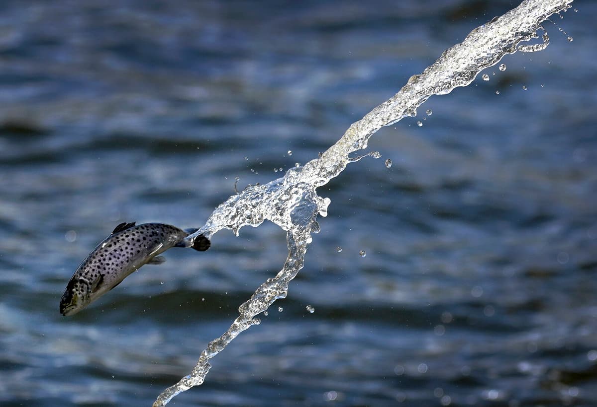 Fish Die-Off in Laholm Stream Linked to Severe Discharge