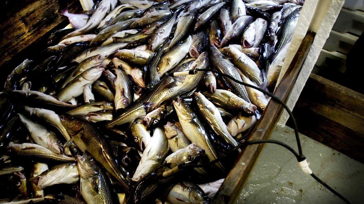 Sweden Opposes EU Baltic Sea Fishing Quotas for Next Year