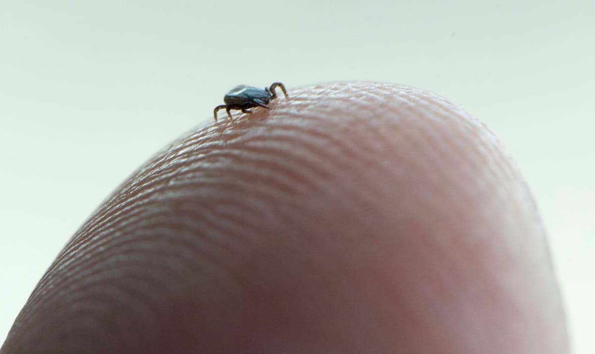 Ticks from Across Sweden Stored in Researchers' Freezers for Study