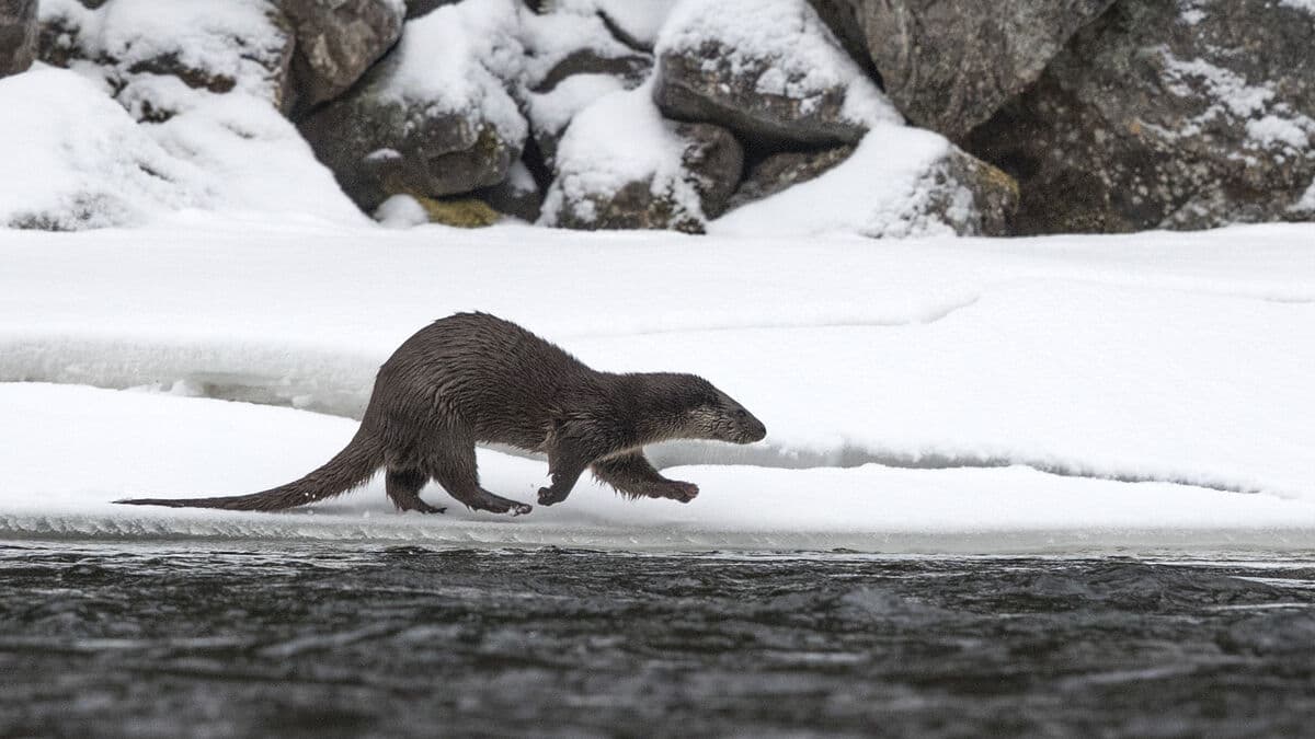Viable otter leaves red list