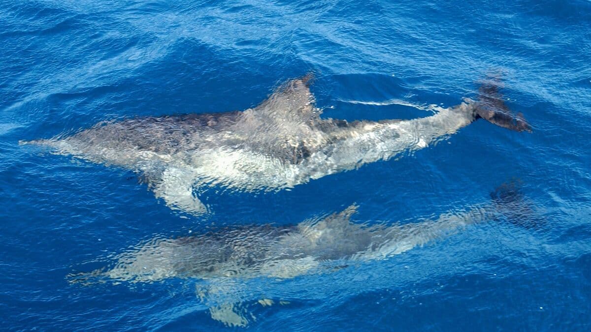 Dolphins in Copenhagen for the first time