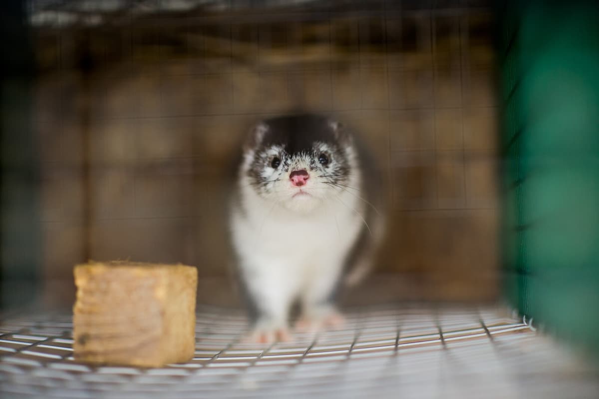 Sweden to End All Mink Farming as Breeders Apply for Shutdown