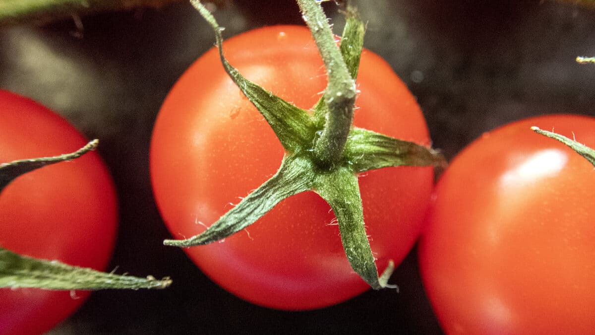 PFAS detected in small tomatoes sold in Sweden