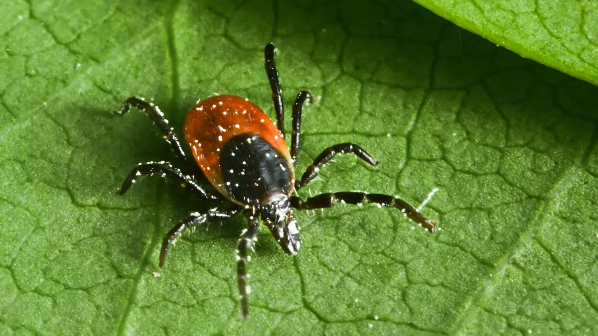 Tick season here: Time to start getting vaccinated