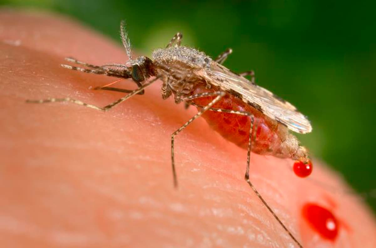 Medicine Turns Human Blood Toxic to Mosquitoes, Offering Malaria Hope