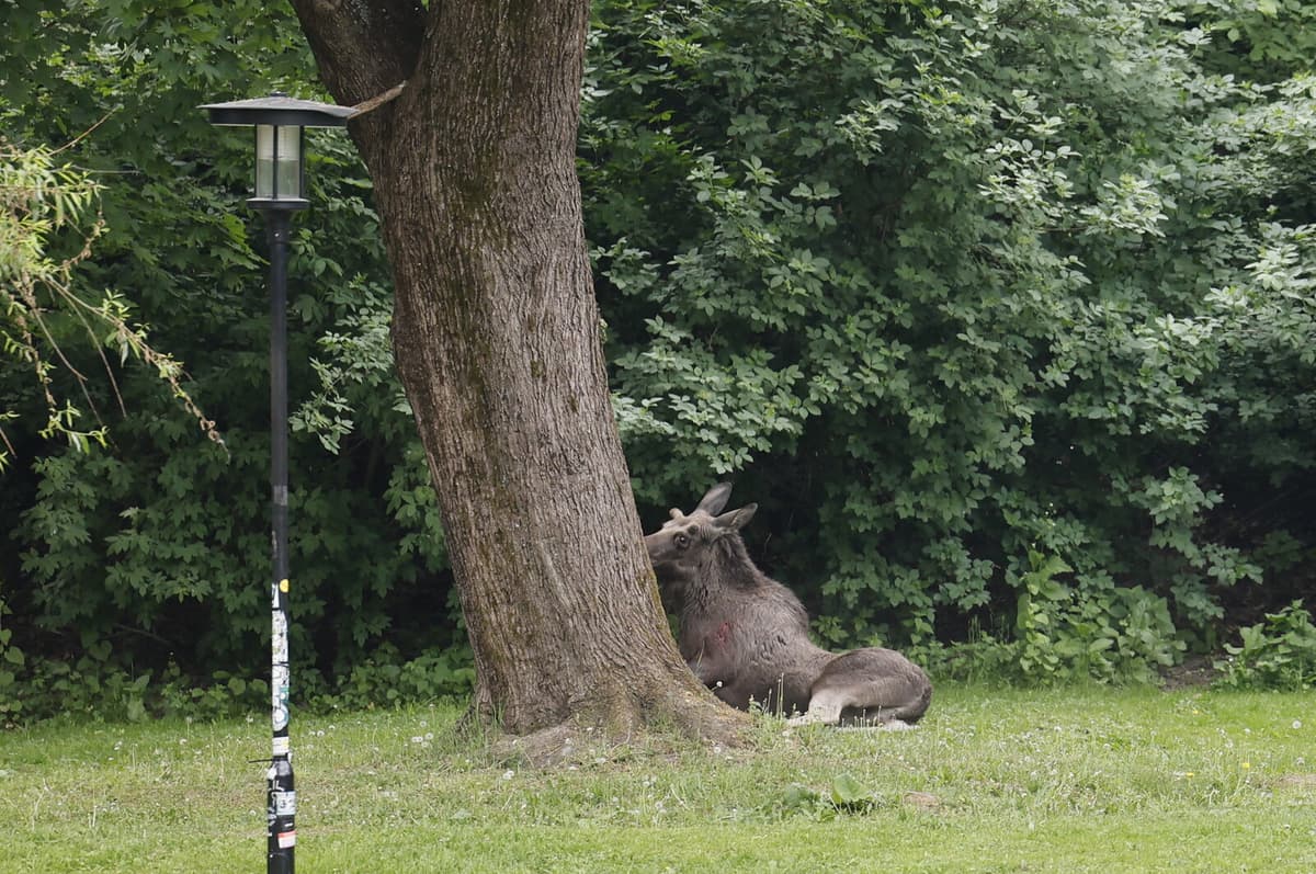 Wild Animals Increasingly Seen in Cities Pose Potential Dangers