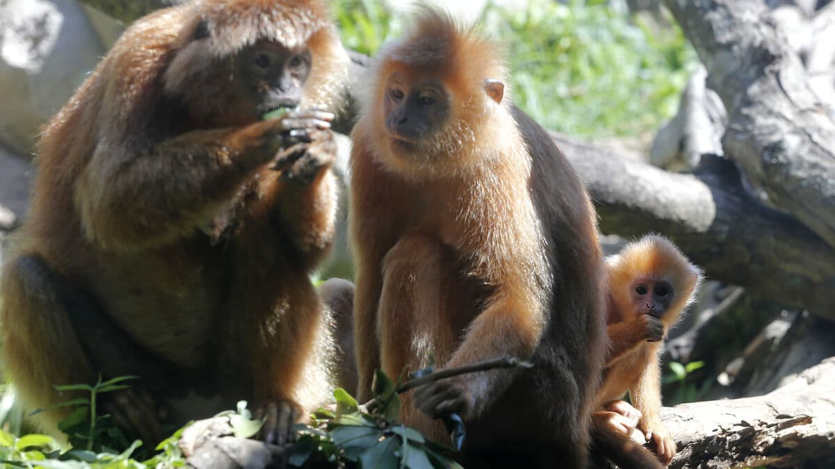 Endangered monkeys found in checked bag