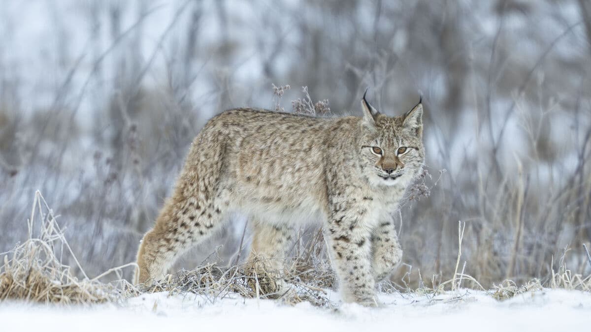 Lynx hunt appealed as threatening the survival of the species